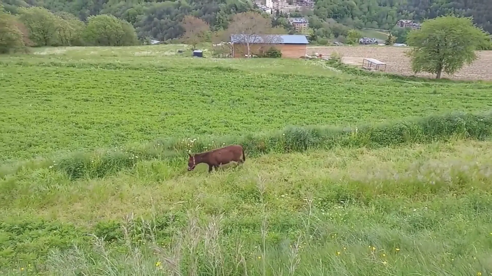 Little donkey next to the vegetable garden in Sispony