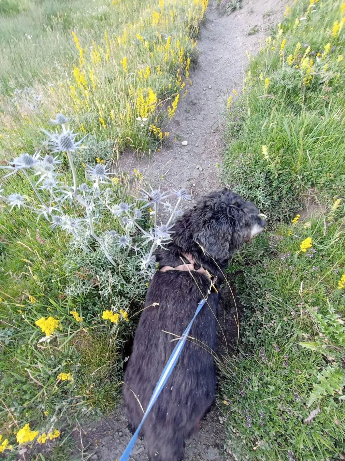 Cardo azul-violeta cerca del puente tibetano de Encamp