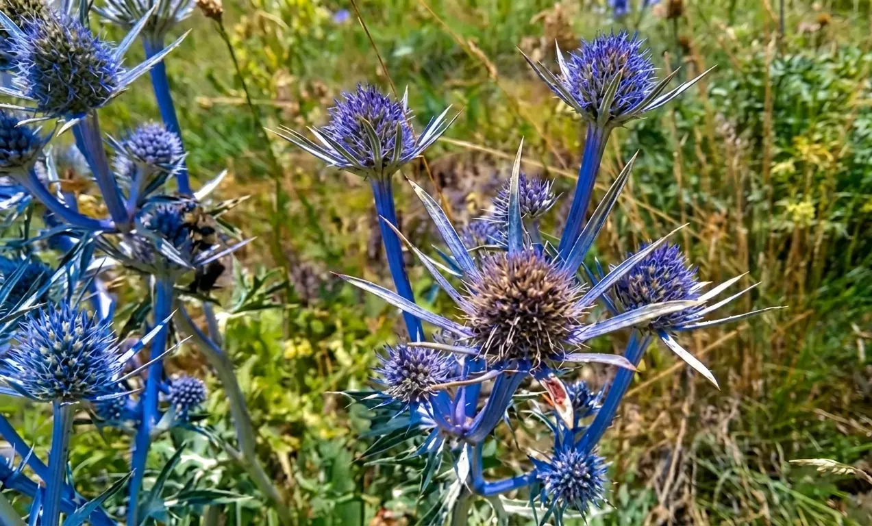 Cardo azul-violeta en detalle - Encamp