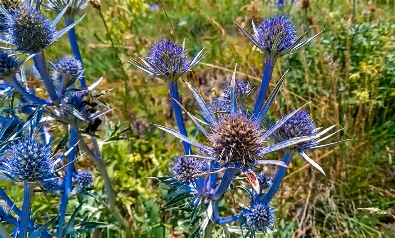 Cardo azul-violeta en detalle - Encamp