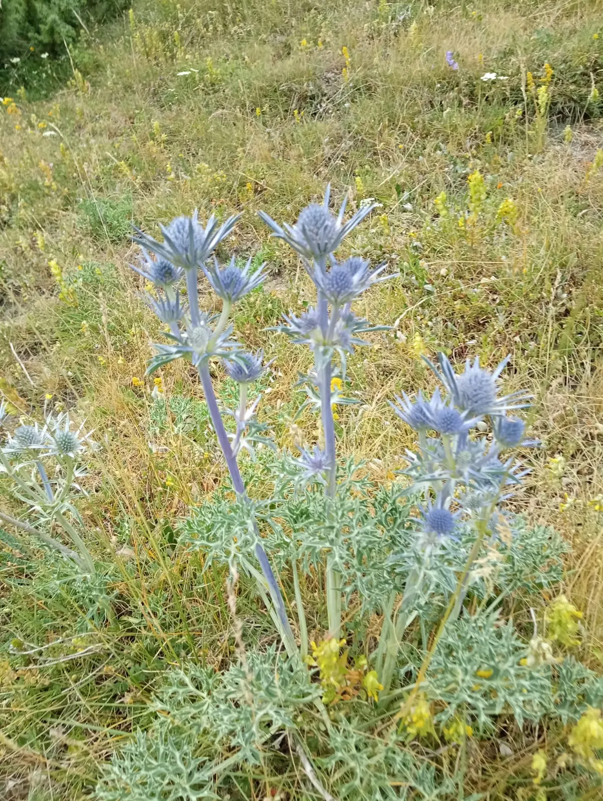 Chardon bleu-violette en détail - Encamp