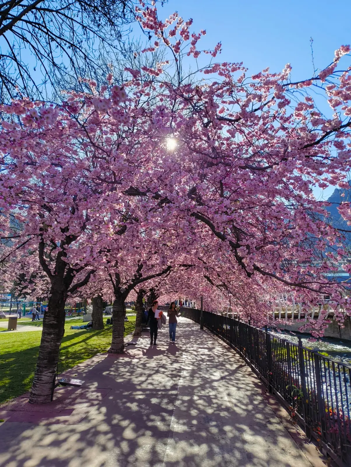 Promenade le long de la rivière Valira avec des cerisiers en fleurs au début du printemps