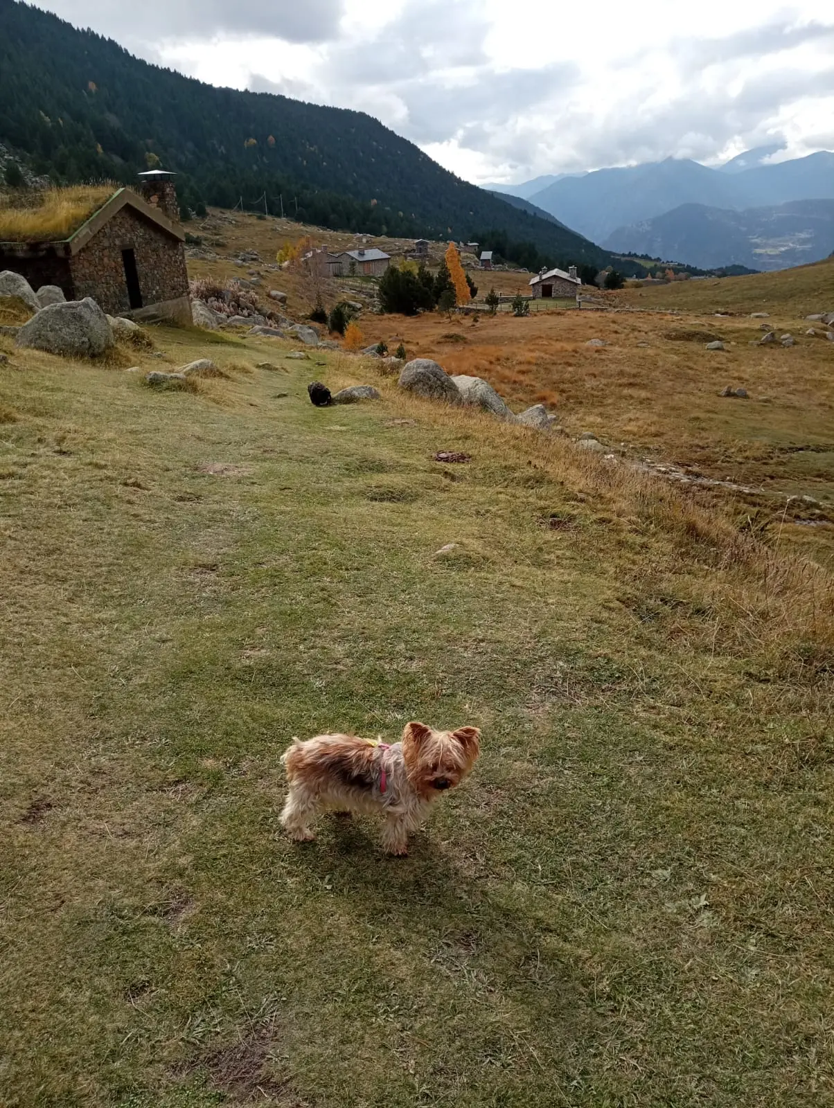 Puente tibetano de Encamp en otoño