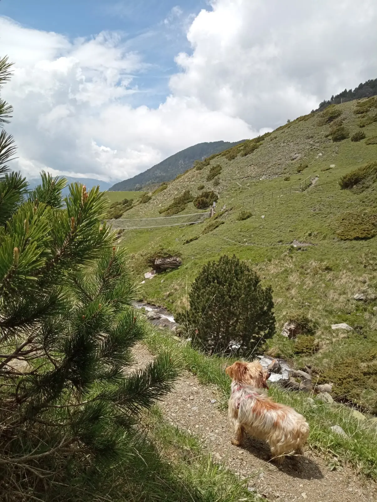 Vista del puente tibetano con pinos y perro