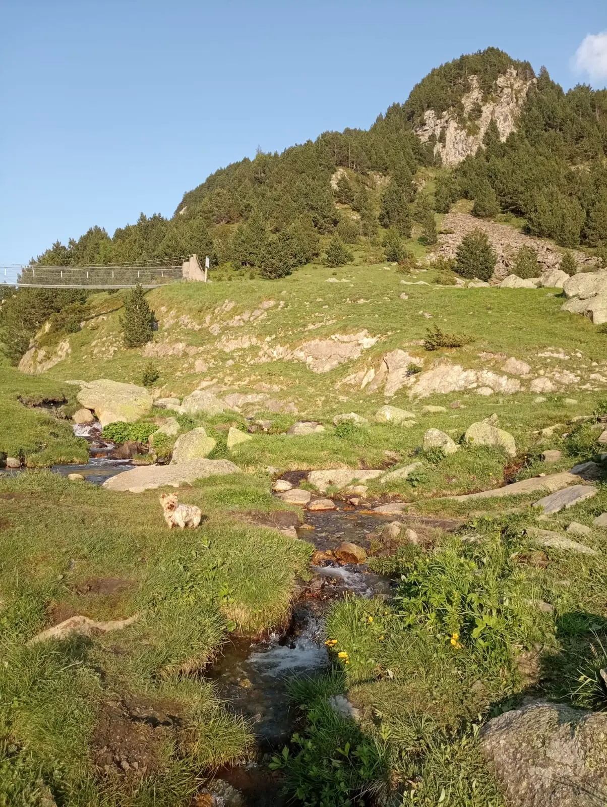 Puente tibetano de Encamp en verano con perro