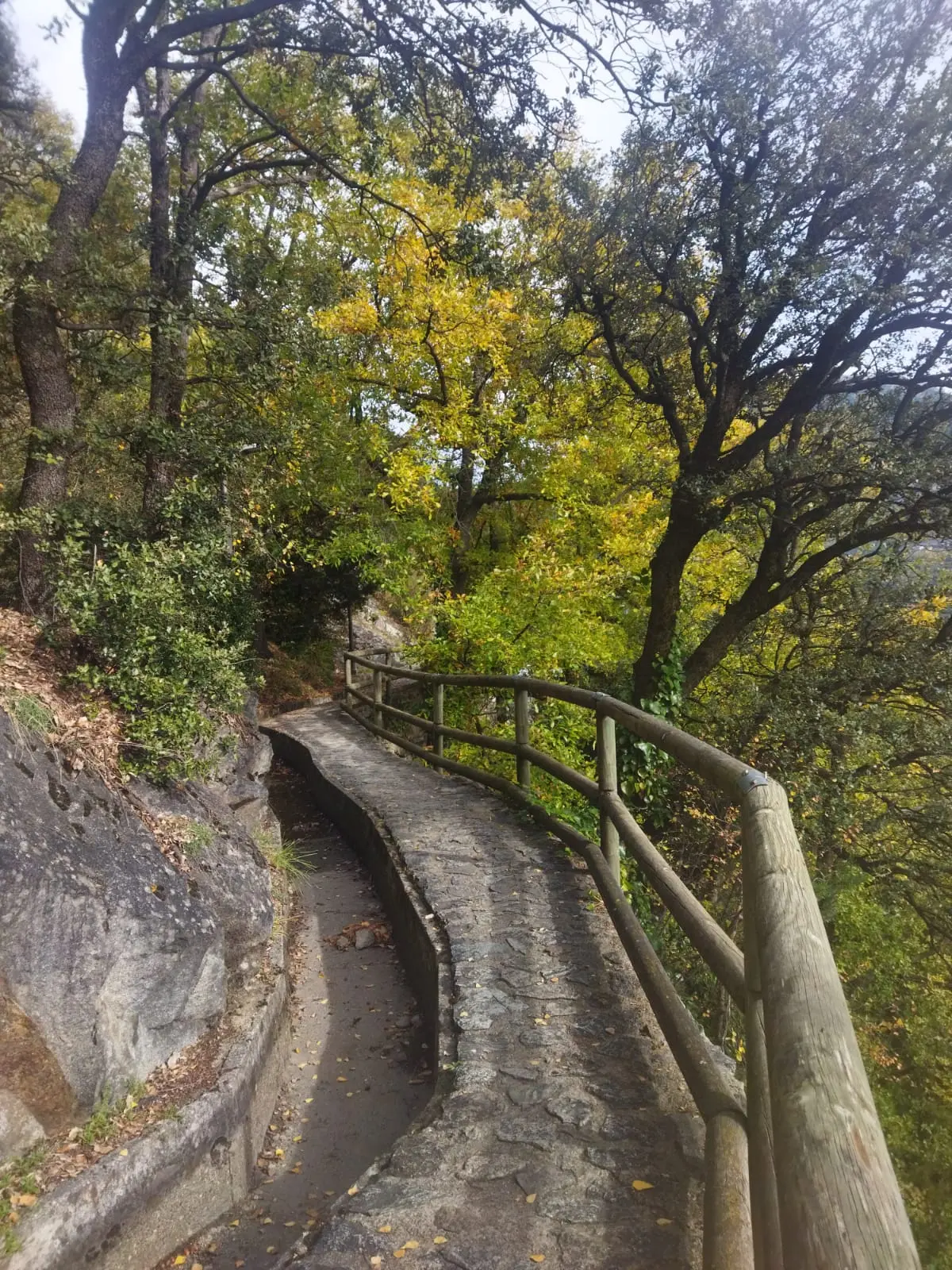 Camino del Rec del Solà con árboles